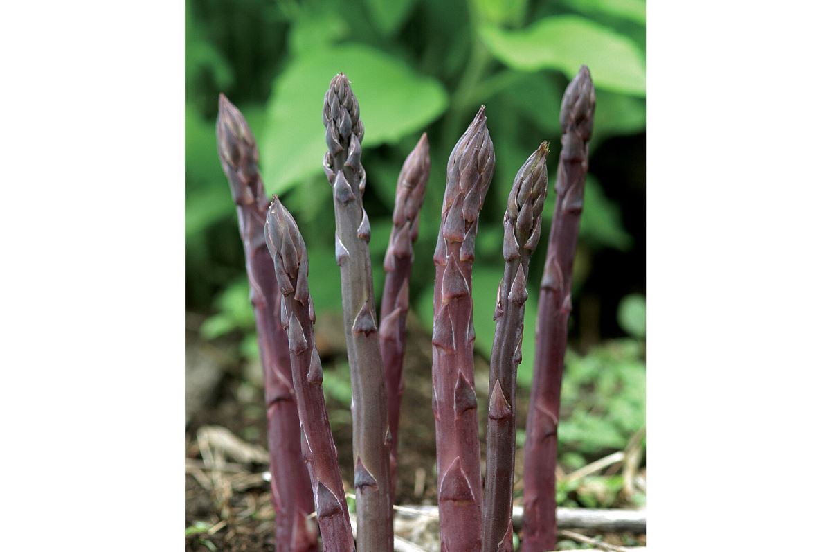 Purple Passion – Asparagus Seed