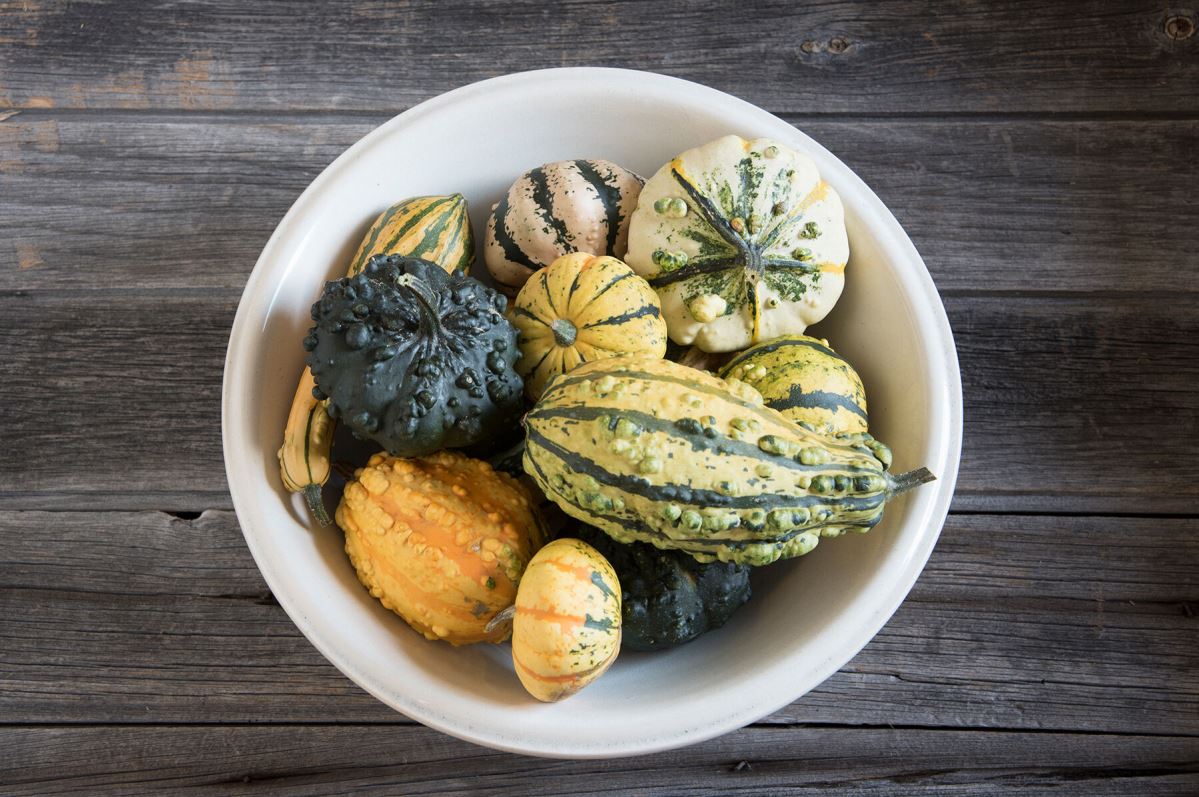 Harrowsmith Select – Organic Gourd Seed