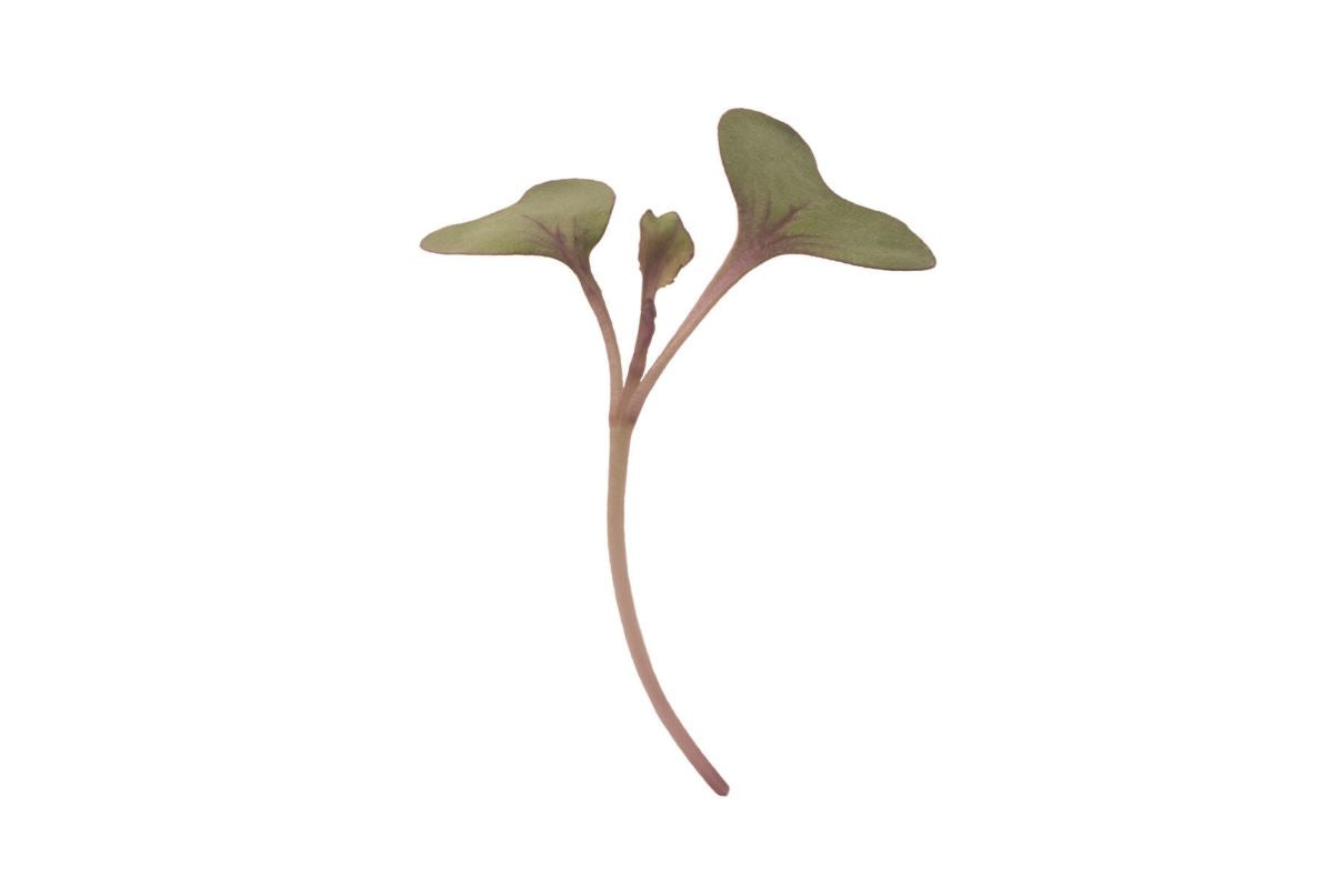 Cabbage, Red – Microgreen Seed