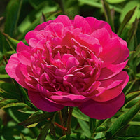 Kansas Peony