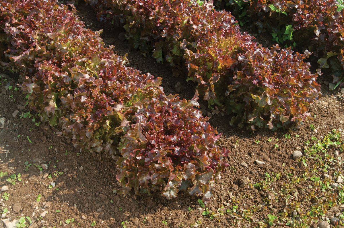 Red Saladbowl – Organic Lettuce Seed