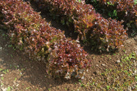 Red Saladbowl – Organic Lettuce Seed