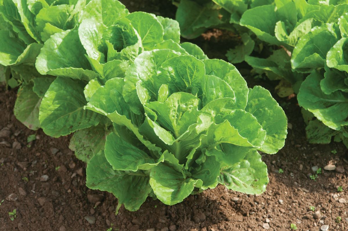 Parris Island – Organic Lettuce Seed