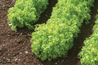 Green Saladbowl – Organic Lettuce Seed