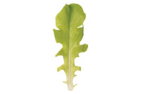 Green Saladbowl – Organic Lettuce Seed