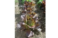 Rouge d’Hiver – Organic Lettuce Seed