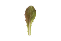 Rouge d’Hiver – Organic Lettuce Seed