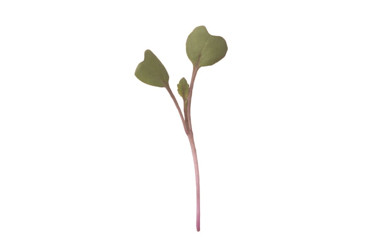 Kohlrabi, Purple – Organic Microgreen Seed