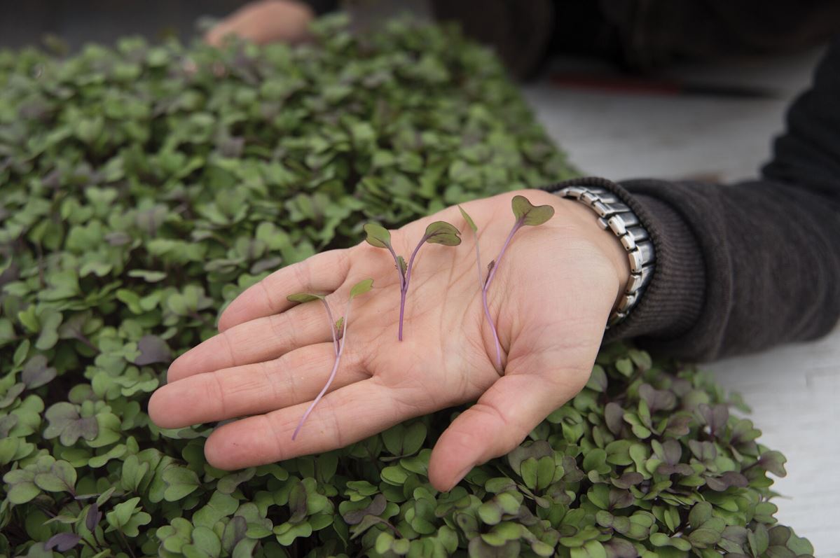 Kohlrabi, Purple – Microgreen Seed
