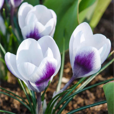 Ladykiller Snow Crocus Seeds