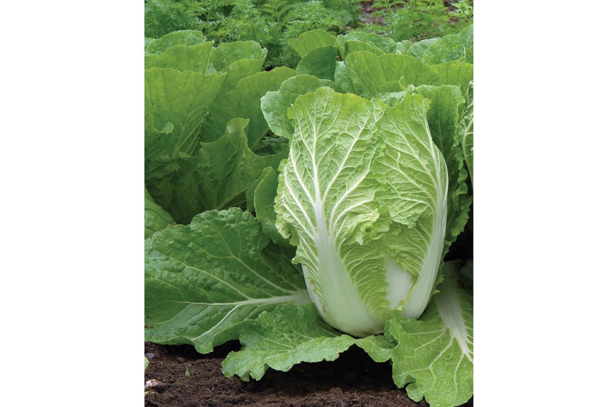 Rubicon – Chinese Cabbage Seed