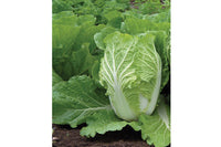 Rubicon – Chinese Cabbage Seed