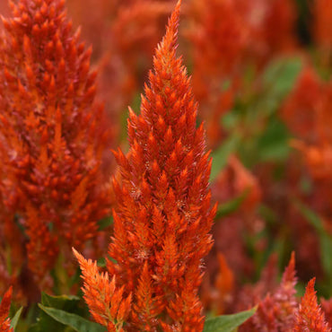 Sunday Orange – Celosia Seed