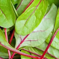 Red Kitten – Spinach Seed
