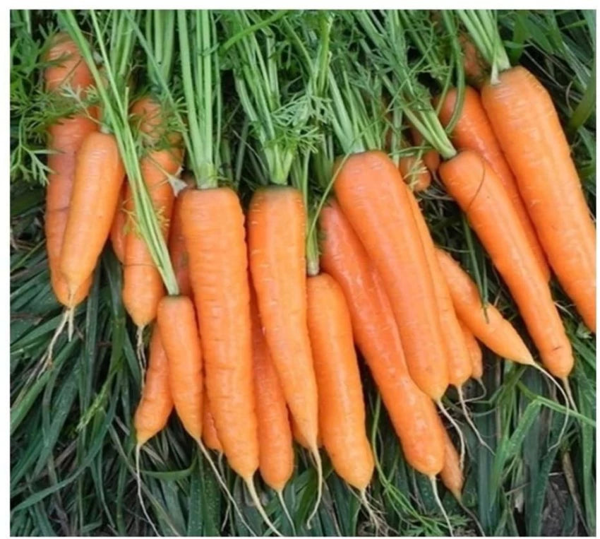 Negovia – Organic Carrot Seeds