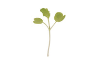 Chinese Cabbage, Tokyo Bekana Microgreen