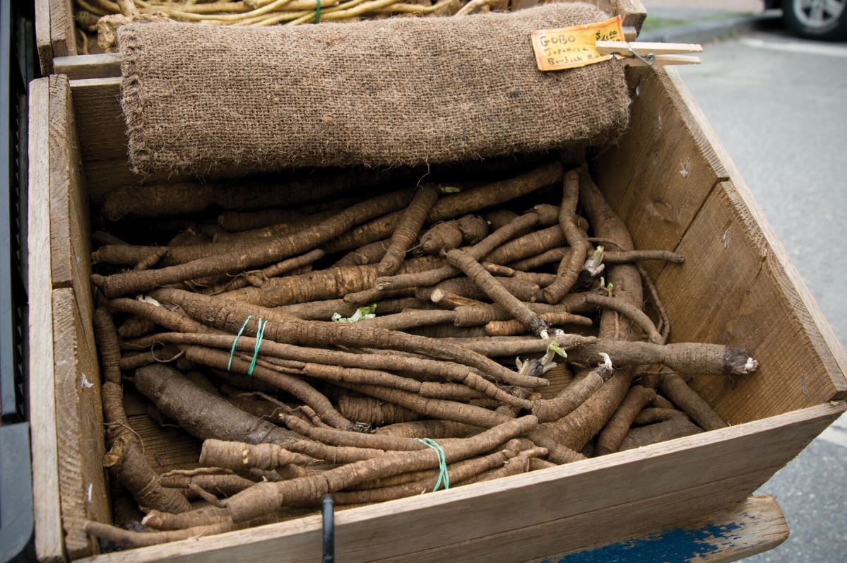 Chiko – Burdock Seed