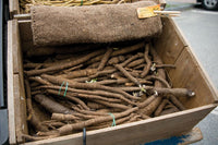 Chiko – Burdock Seed