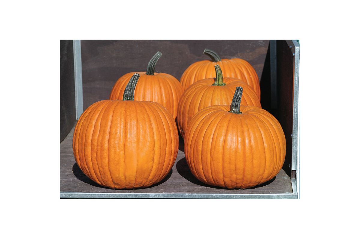 Charisma PMR – Treated Pumpkin Seed