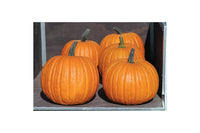 Charisma PMR – Treated Pumpkin Seed