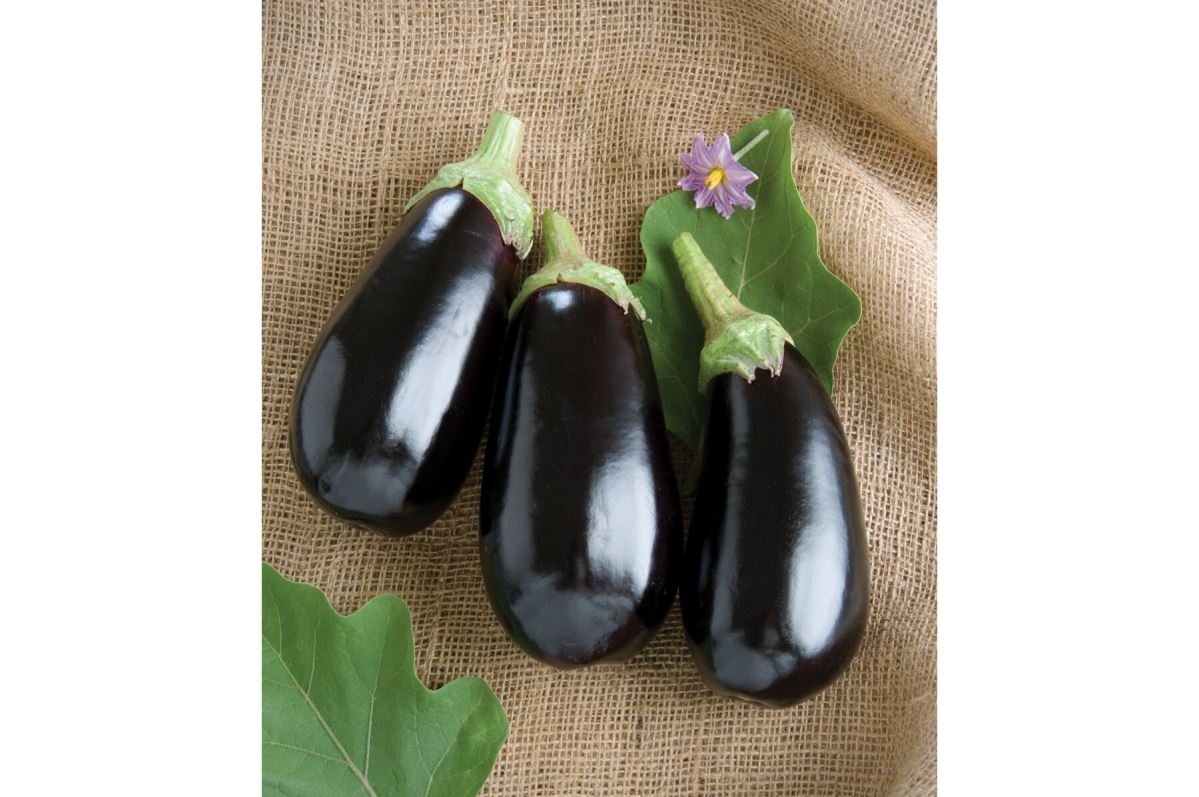 Nadia – Eggplant Seed