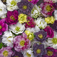 Harmonious Hellebore Collection