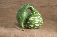 Speckled Swan – Gourd Seed