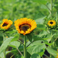 Sunbright – Sunflower Seed