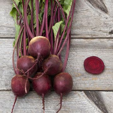 Red Ace – Organic Beet Seed