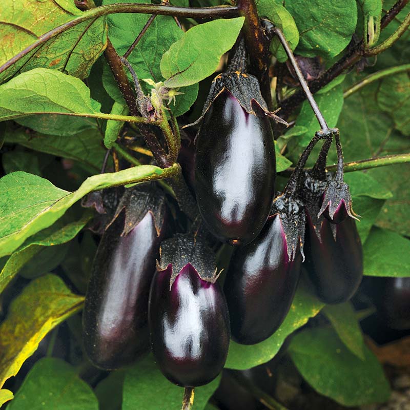 Nigral – Eggplant Seed
