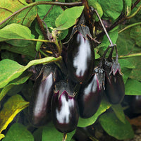 Nigral – Eggplant Seed