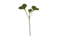 Broccoli – Microgreen Seed