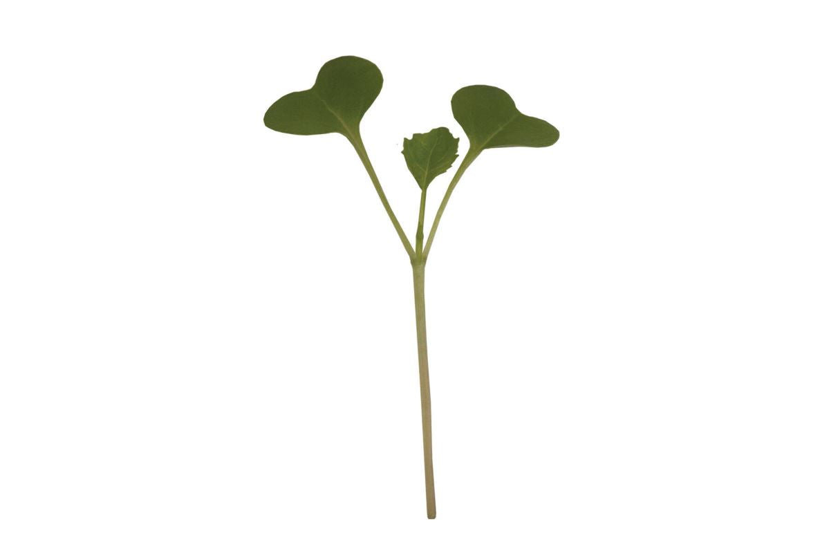Broccoli – Microgreen Seed