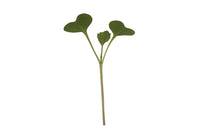 Broccoli – Organic Microgreen Seed