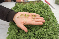 Broccoli – Organic Microgreen Seed