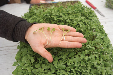 Broccoli – Organic Microgreen Seed