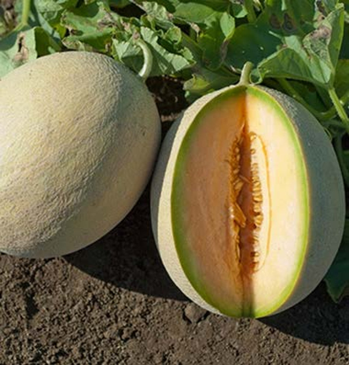 Sarah’s Choice – Melon Seed