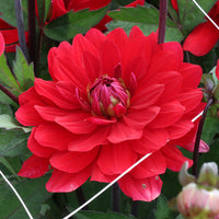 Karma Amora Dahlia