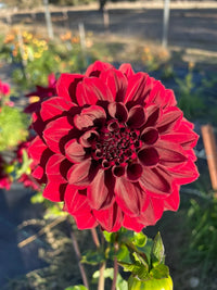 Dahlia- Ned Kelly (Tuber)