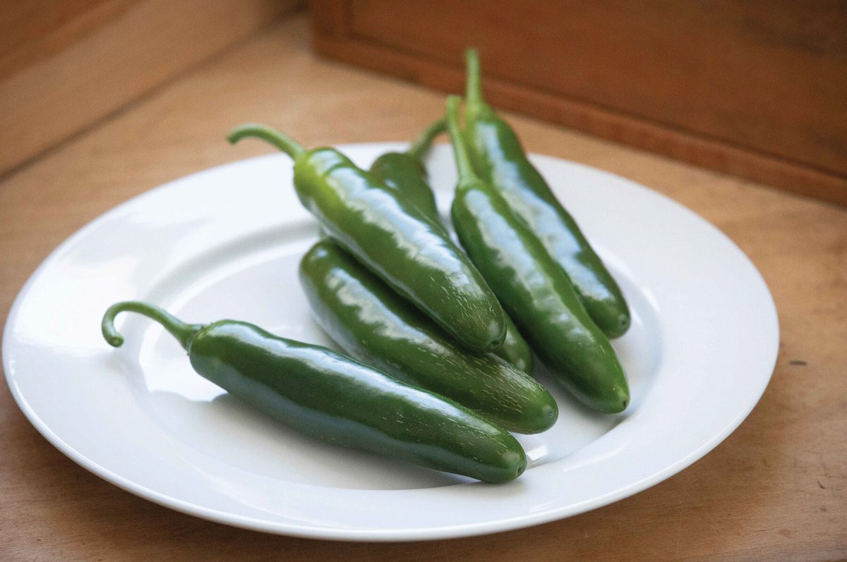 Santo Domingo – Serrano Pepper Seed