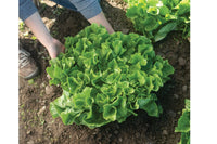 Eliance – Organic Escarole Seed