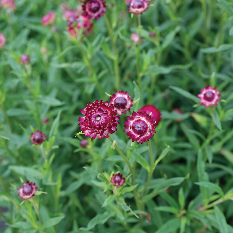 Cranberry Rose – Strawflower Seed
