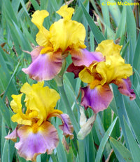 Megabucks Bearded Iris