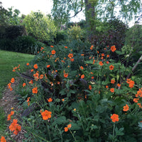 Princess Juliana Geum