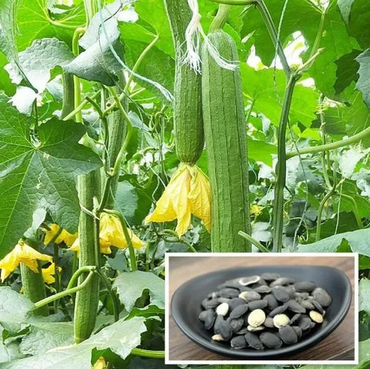 Long Loofah Seeds