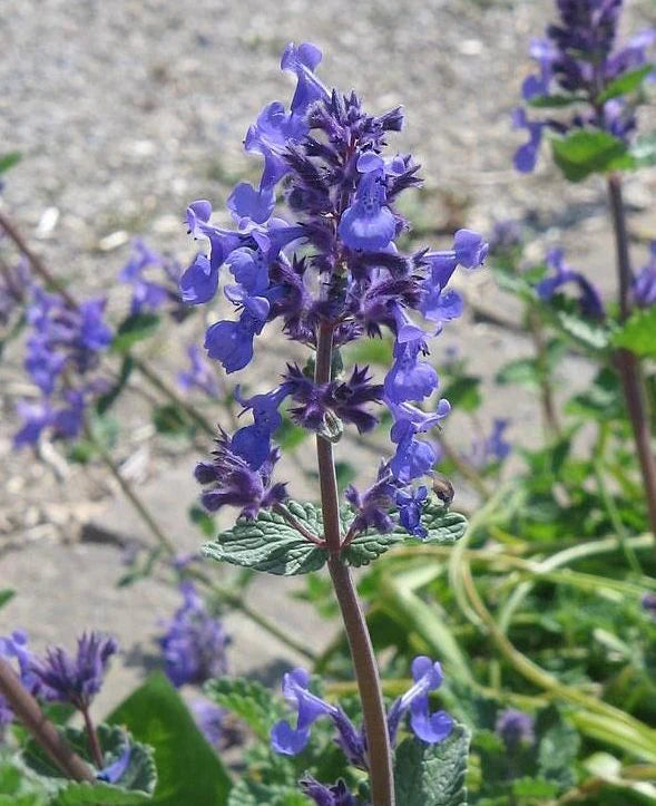 Purrsian Blue Catmint