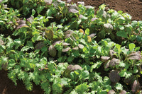 Stir-Fry Mix – Green Seed