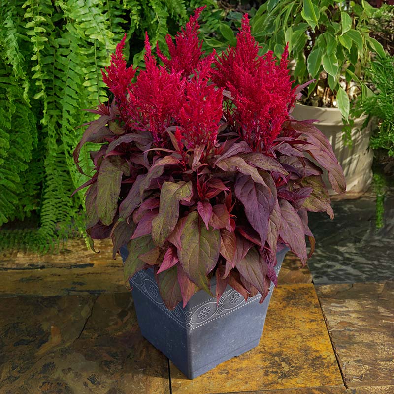 Sunday Cherry – Celosia Seed