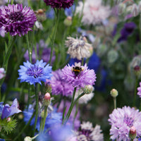 Cornflower- Classic Fantastic