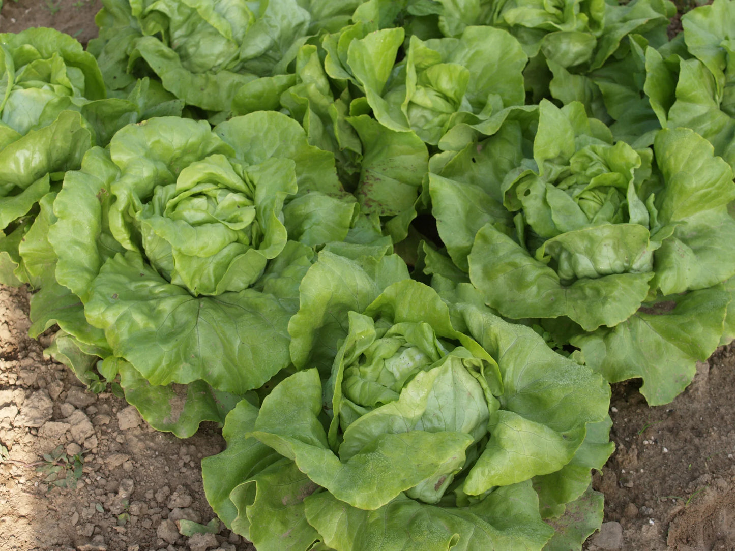 Nancy – Organic Lettuce Seed